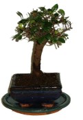Zelkova 374 - pokojové bonsaje 