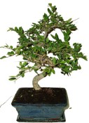 Zelkova 186 - pokojové bonsaje 