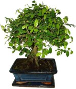 Pokojová bonsai - Sagerethia thea 452kwe