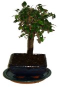 Zelkova 374 - pokojové bonsaje 