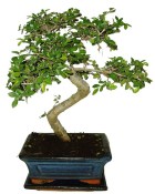 Zelkova 186 - pokojové bonsaje 