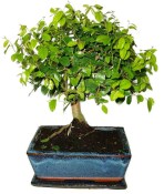 Pokojová bonsai - Sagerethia thea 452kwe
