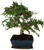 Zelkova 186 - pokojové bonsaje 