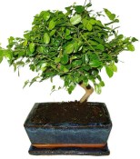 Pokojová bonsai - Sagerethia thea 452kwe