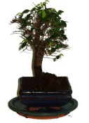 Zelkova 374 - pokojové bonsaje 