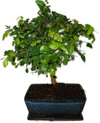 Pokojová bonsai - Sagerethia thea 452kwe