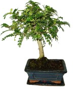 Caragona spinosa - čínský pepř 103 - bonsai