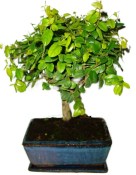 Pokojová bonsai - Sagerethia thea 452kwe