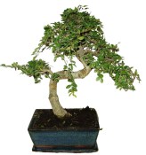 Zelkova 186 - pokojové bonsaje 