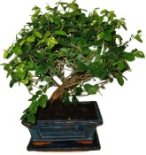 Pokojová bonsai - Sagerethia thea 452kwe