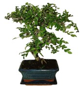 Zelkova 186 - pokojové bonsaje 