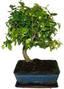Pokojová bonsai - Sagerethia thea 452kwe