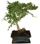 Zelkova 186 - pokojové bonsaje 