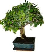 Pokojová bonsai - Sagerethia thea 452kwe