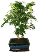 Caragona spinosa - čínský pepř 434kwe - bonsai