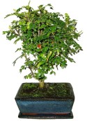 Caragona spinosa - čínský pepř 103 - bonsai