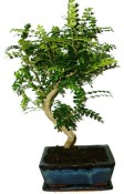 Caragona spinosa - čínský pepř 434kwe - bonsai