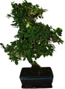 Pokojová bonsai - Sagerethia thea 452kwe