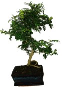 Caragona spinosa - čínský pepř 434kwe - bonsai