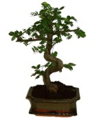 Zelkova 312 - pokojové bonsaje 