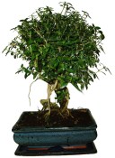 Serissa foetida - strom tísíce hvězd 145