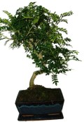 Caragona spinosa - čínský pepř 434kwe - bonsai