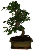 Zelkova 312 - pokojové bonsaje 