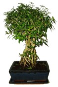 Serissa foetida - strom tísíce hvězd 145