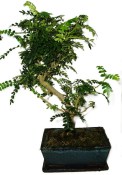 Caragona spinosa - čínský pepř 434kwe - bonsai