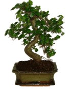 Zelkova 312 - pokojové bonsaje 