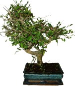 Zelkova 186 - pokojové bonsaje 