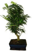 Ficus retusa - fíkovník - bonsai 441kwe