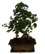 Zelkova 312 - pokojové bonsaje 