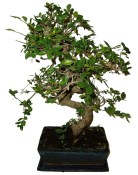 Zelkova 186 - pokojové bonsaje 