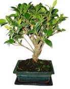 Ficus retusa - fíkovník - bonsai 441kwe