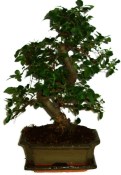 Zelkova 312 - pokojové bonsaje 