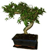 Zelkova 186 - pokojové bonsaje 
