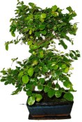 Pokojová bonsai - Sagerethia thea 452kwe