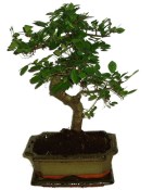 Zelkova 312 - pokojové bonsaje 