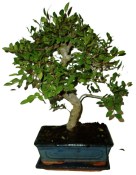 Zelkova 186 - pokojové bonsaje 