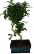Ficus retusa - fíkovník - bonsai 441kwe