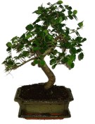 Zelkova 312 - pokojové bonsaje 