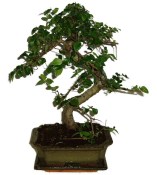 Zelkova 312 - pokojové bonsaje 