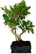 Ficus retusa - fíkovník - bonsai 441kwe
