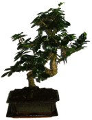 Pokojová bonsaj Carmona microphylla - čaj fuki 316