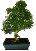 Caragona spinosa - čínský pepř 103 - bonsai