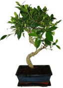 Ficus retusa - fíkovník - bonsai 441kwe