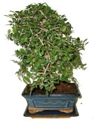 Zelkova 186 - pokojové bonsaje 