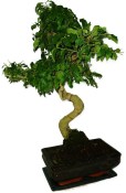 Ligustrum chinensis ptačí zob 433kwe