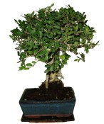 Zelkova 186 - pokojové bonsaje 